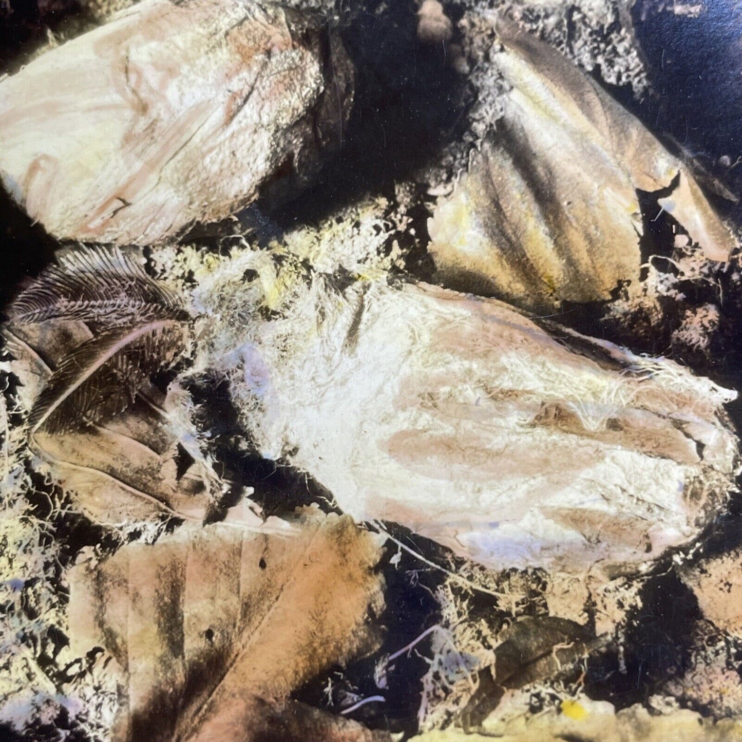 Antique 1908 A Moth Emerging From A Cocoon Stereoview Photo Card PC783