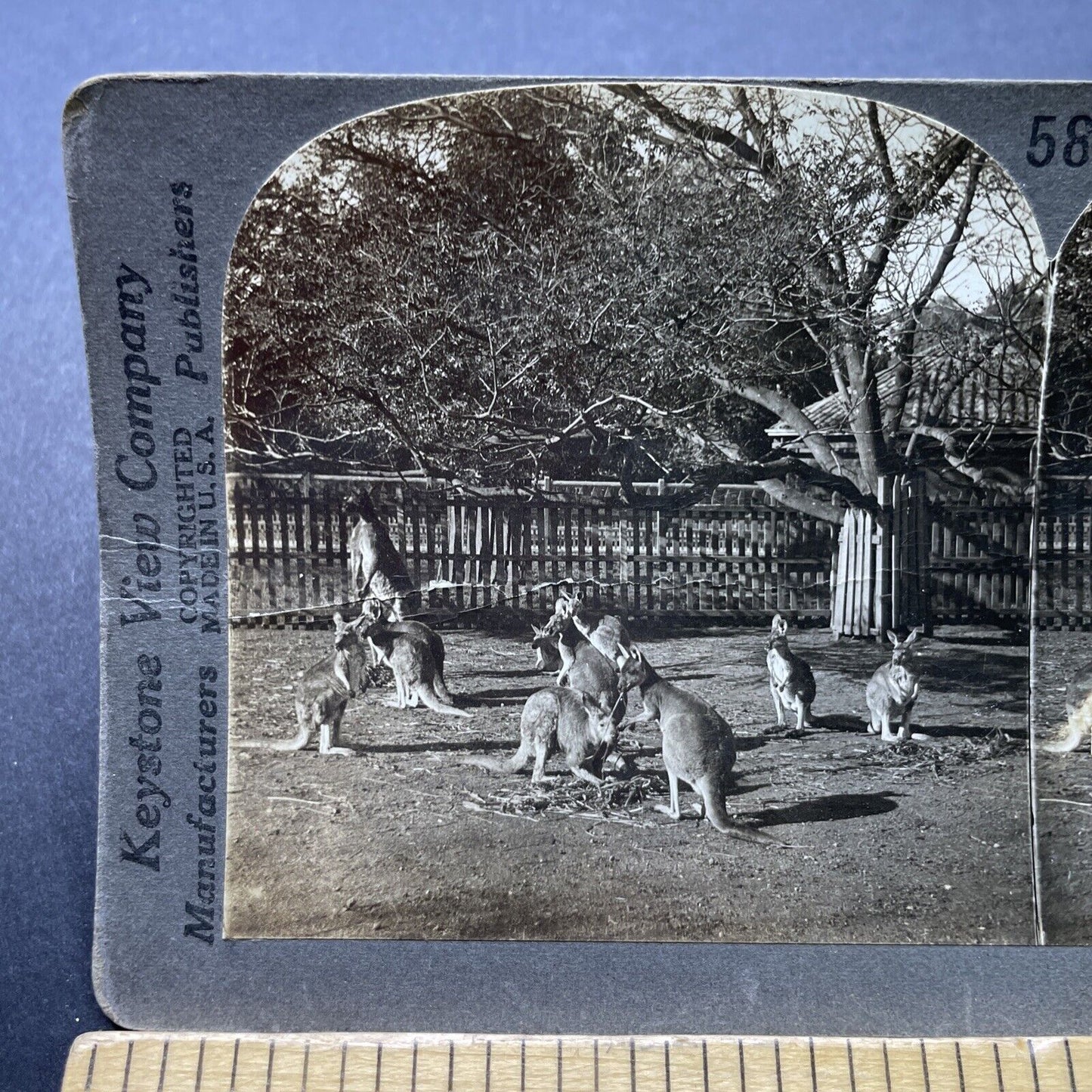 Antique 1920s Kangaroos In Adelaide Australia Stereoview Photo Card P2499