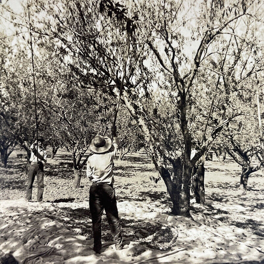 Antique 1920s Almond Farm Bakersfield CA Stereoview Photo Card P3496