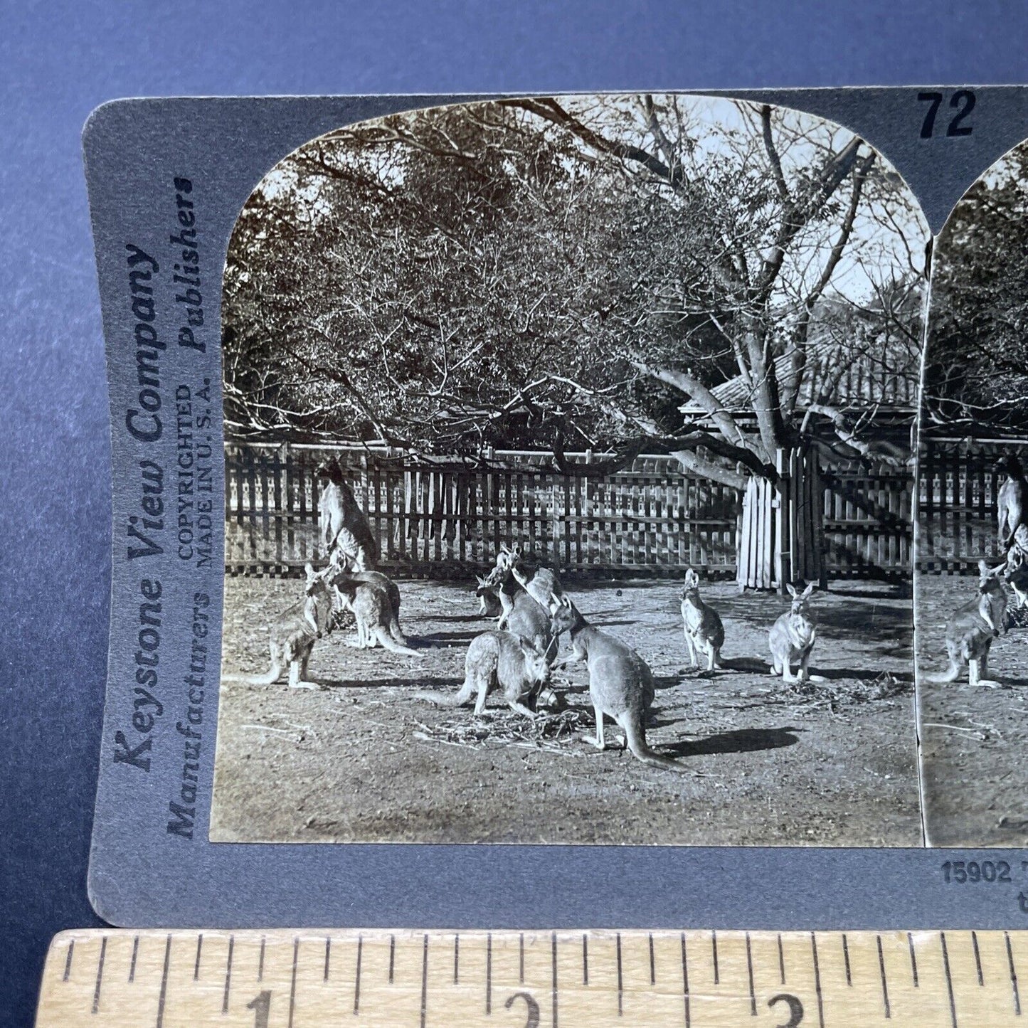 Antique 1910s Kangaroos In Adelaide Australia Stereoview Photo Card P2817