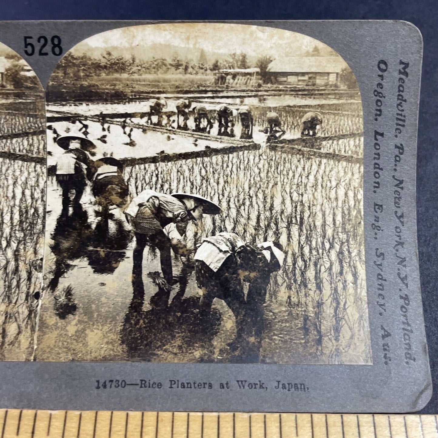 Antique 1909 Planting Rice In Fields Japan Stereoview Photo Card P3622