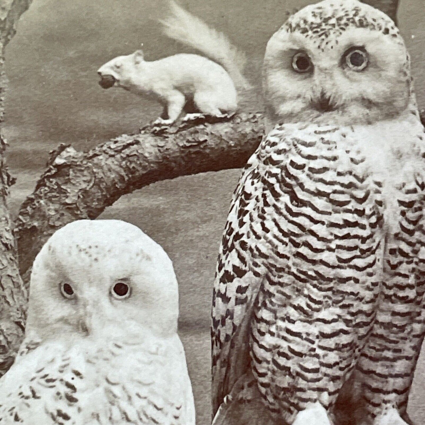 Albino Squirrel and Snowy Owls Stereoview Taxidermy Antique c1870 X4105