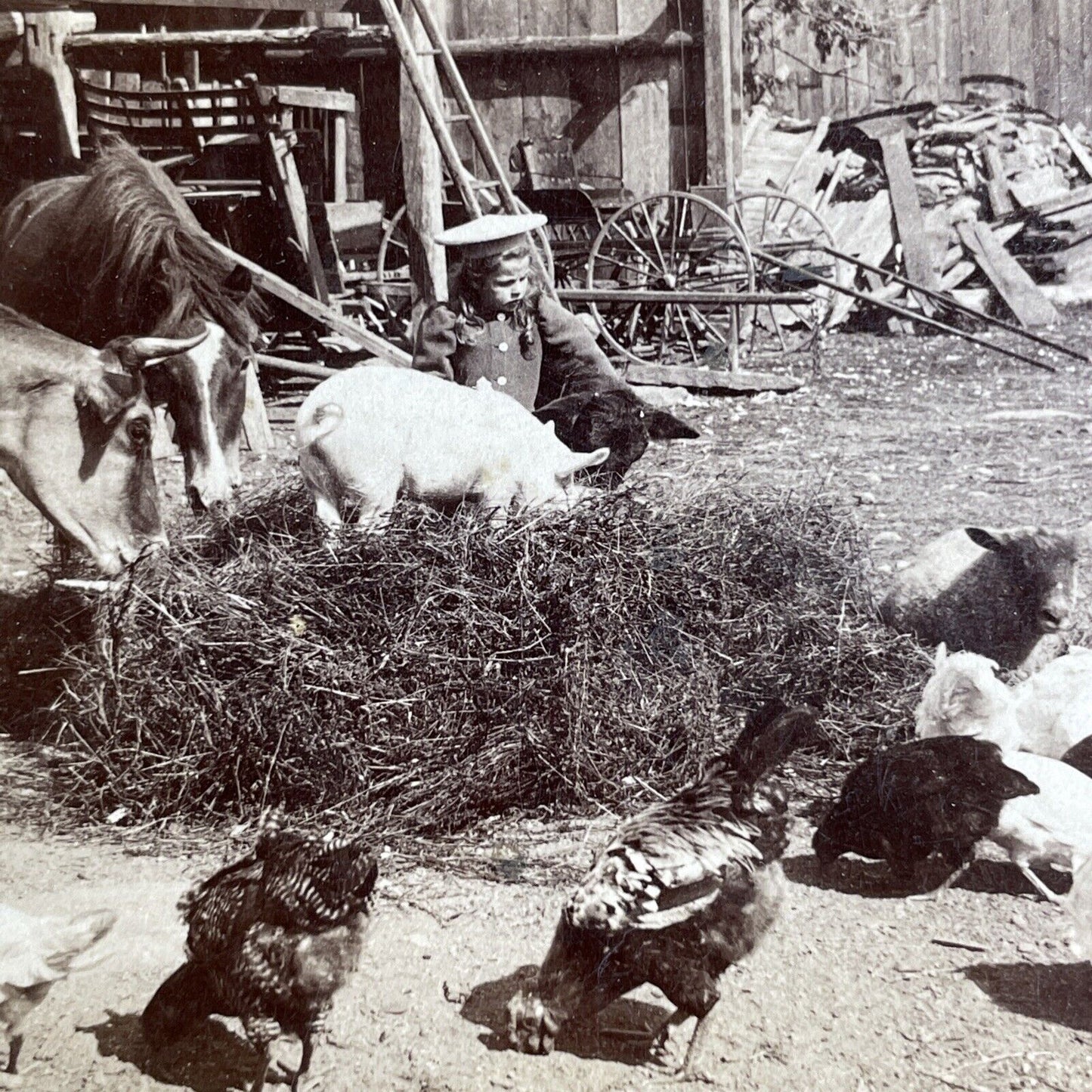 Antique 1902 Typical United States Midwest Farm Stereoview Photo Card PC800