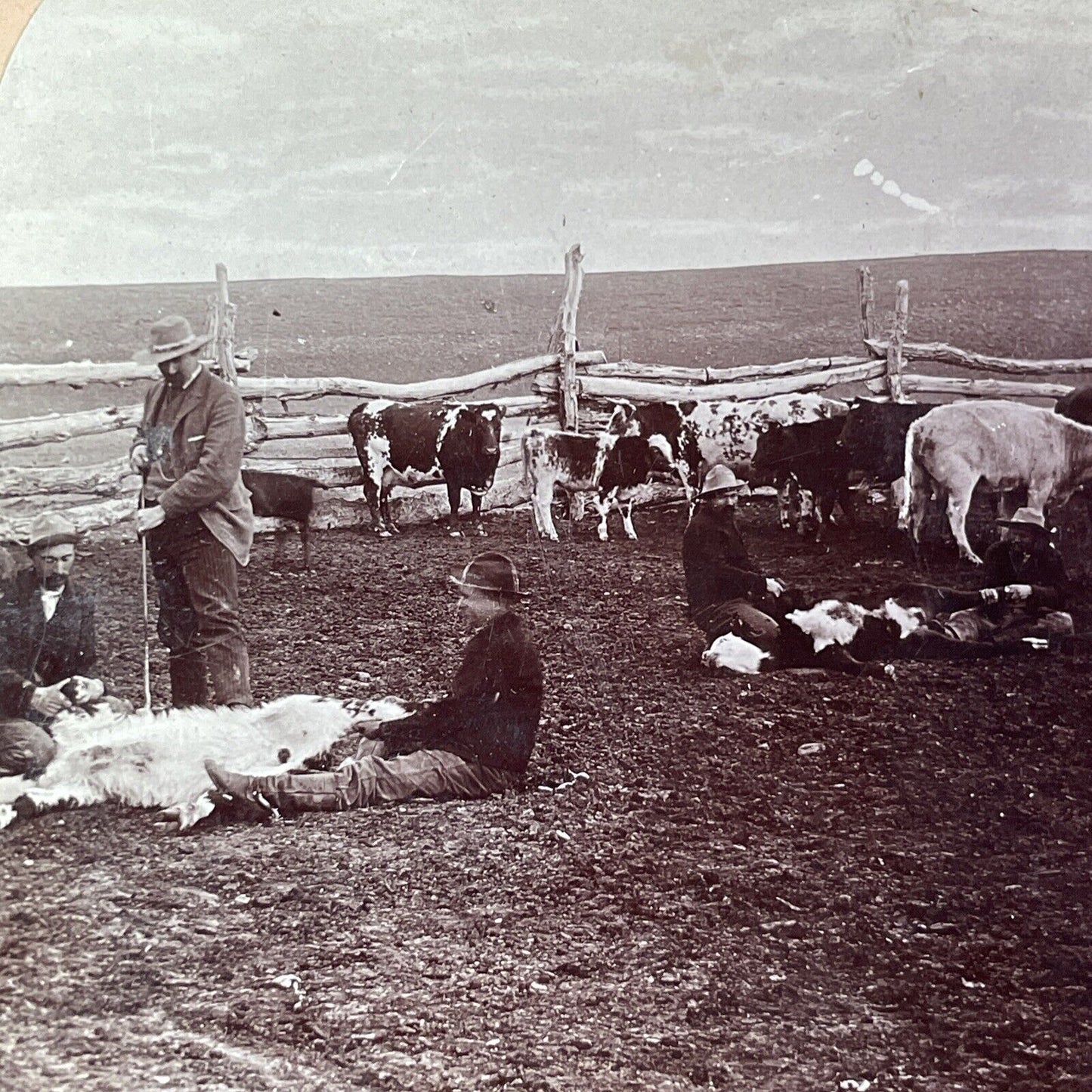 Cattle Branding in North West Territories Stereoview CPR Rail Views c1899 Y2117