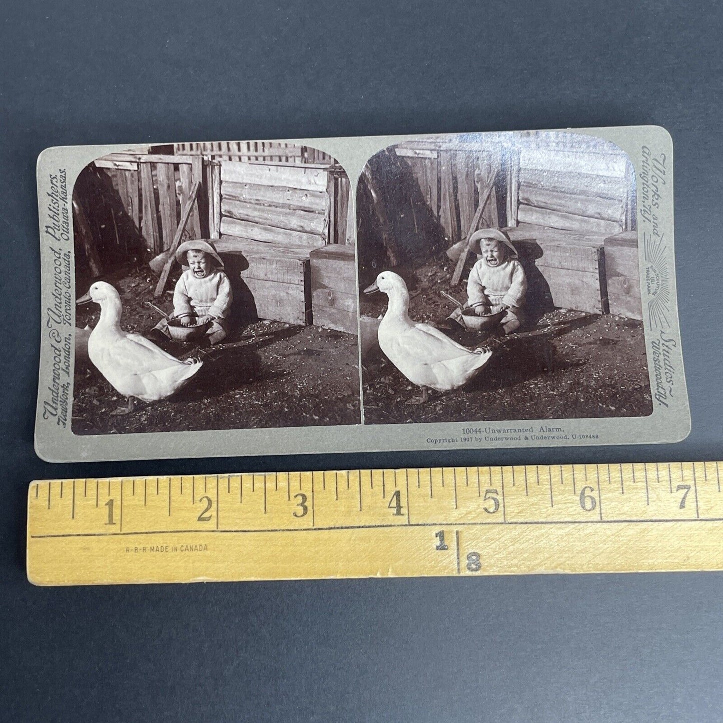 Antique 1907 Goose Frightens Boy Crying Stereoview Photo Card PC779