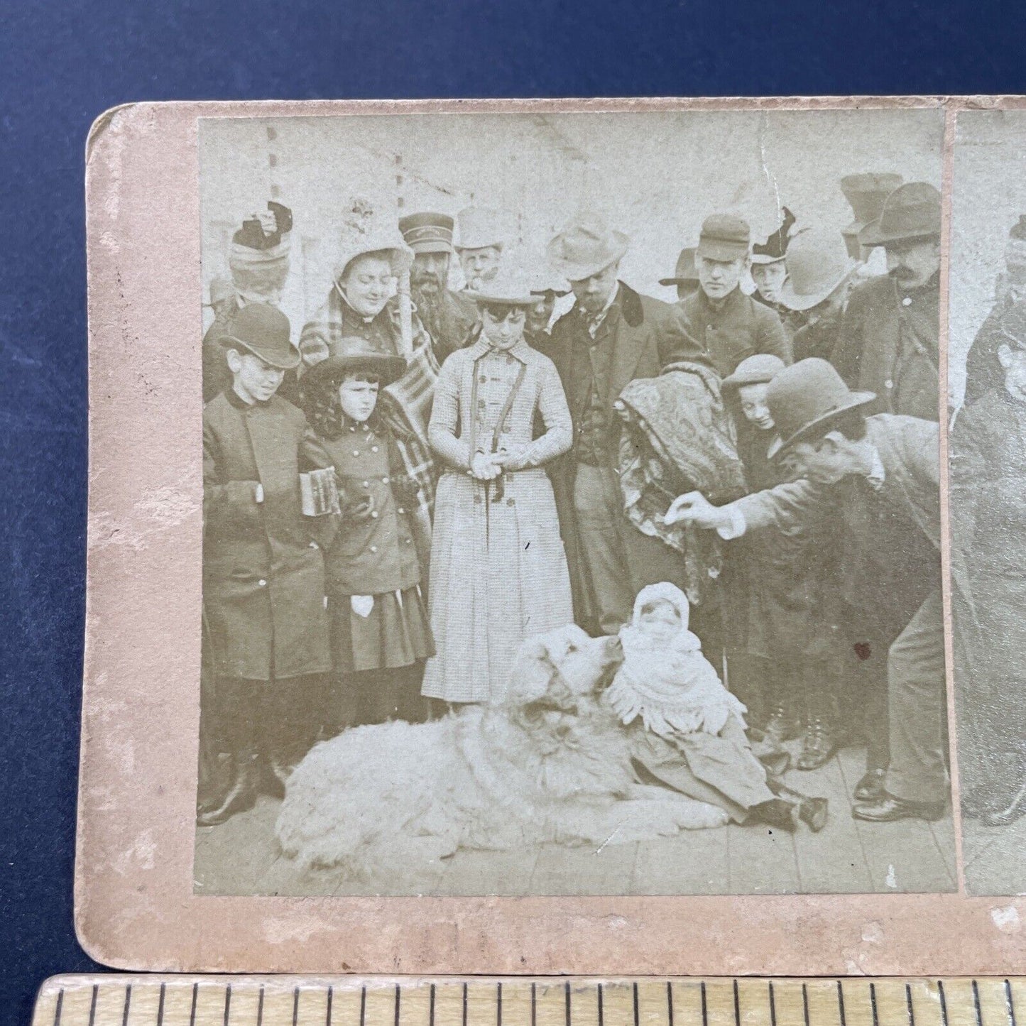 Antique 1887 Crowd Feeds A Golden Retriever Dog Stereoview Photo Card P2918