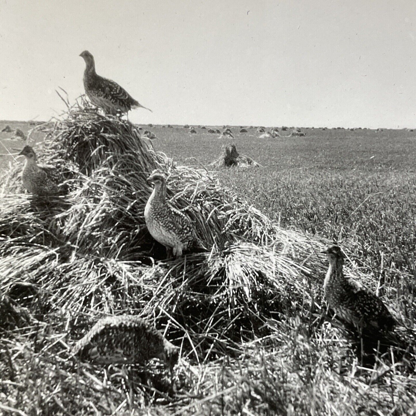 Antique 1920s Prairie Chicken Birds In North Dakota Stereoview Photo Card V2828