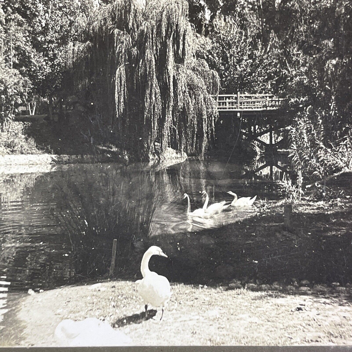 Los Angeles California Eastlake Park Lake Stereoview Antique c1906 X1598