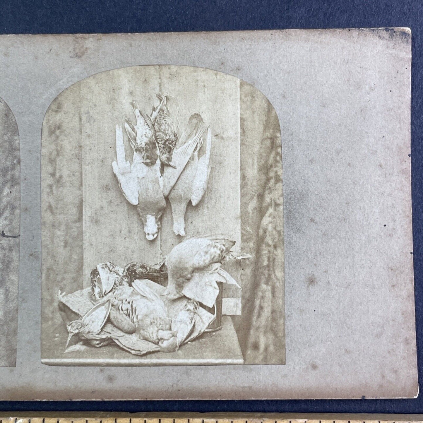 Passenger Pigeon & Other Birds On Display Stereoview Antique c1855 X3856