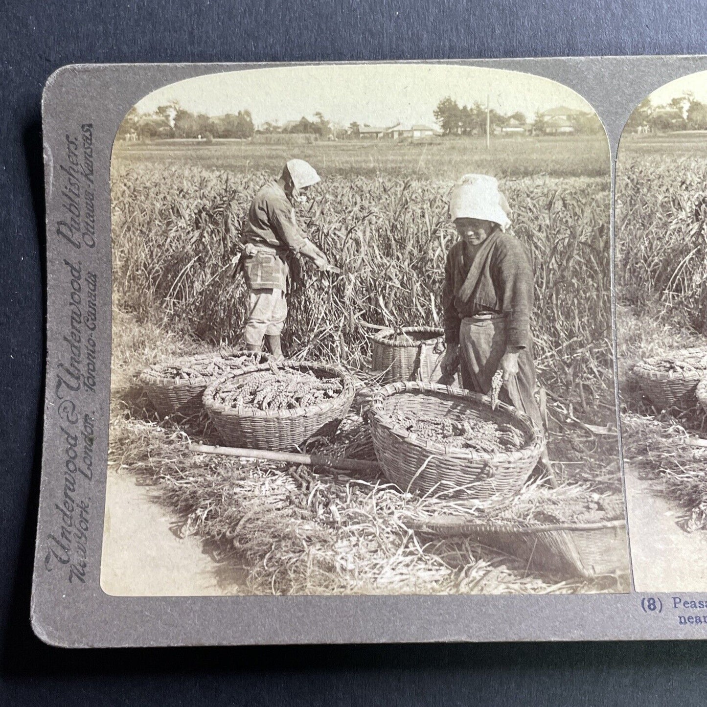 Antique 1904 Farmers Cutting Crop Yokohama Japan Stereoview Photo Card P1608