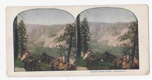 Antique 1905 Horses At Grand Canyon Of The Yellowstone, Wyoming Stereo Card P308