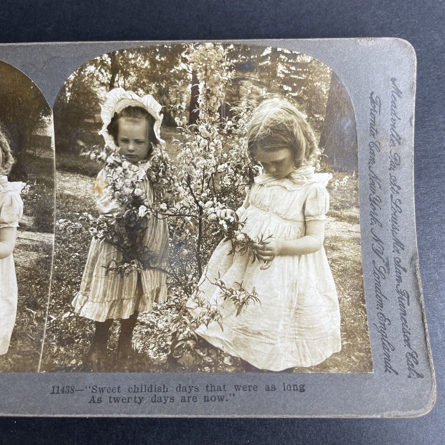 Antique 1903 American Children Picking Cotton Stereoview Photo Card P1037