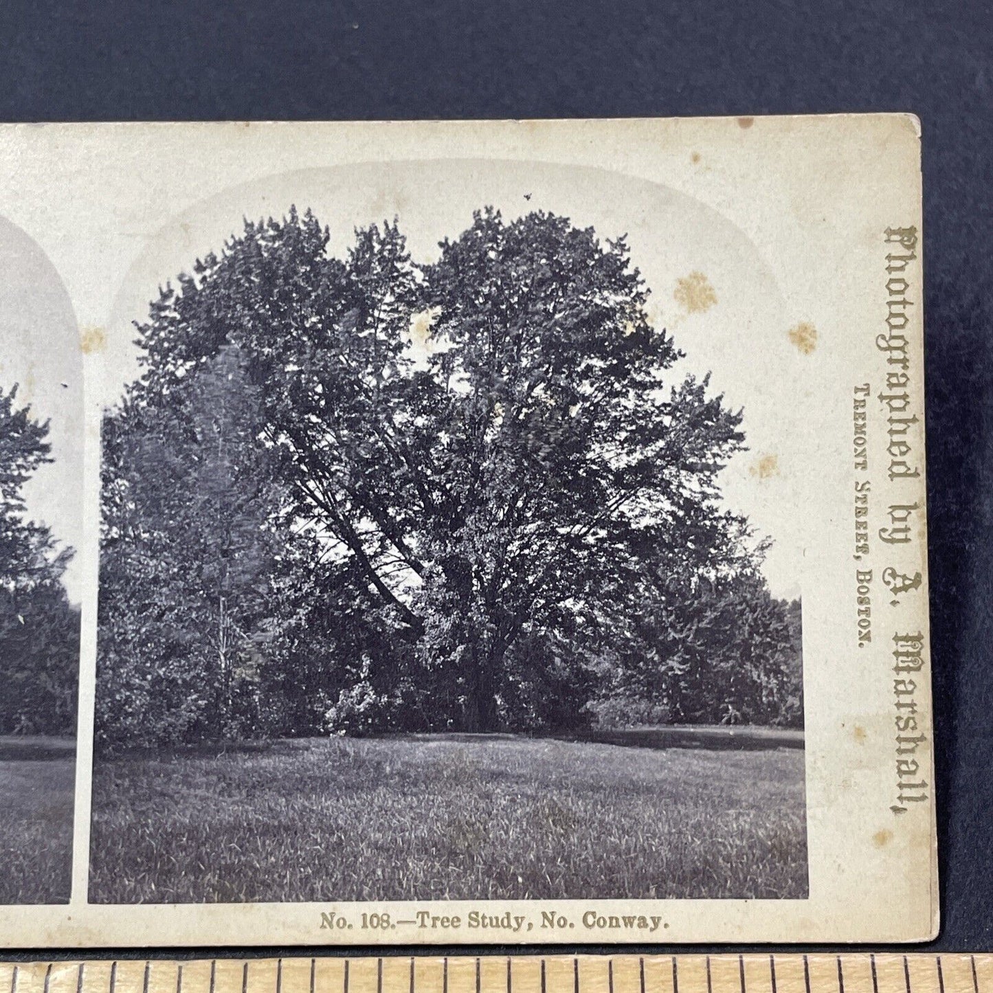 Antique 1870s Huge Elm Tree North Conway NH Stereoview Photo Card V2110