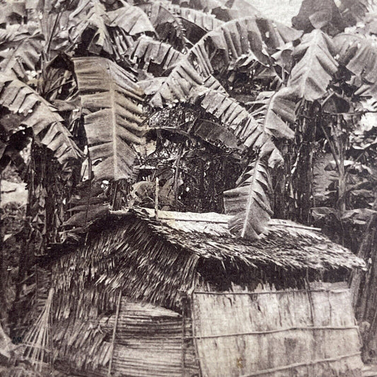 Antique 1870s Newly Contacted Tribes Tokelau NZ Stereoview Photo Card P4376