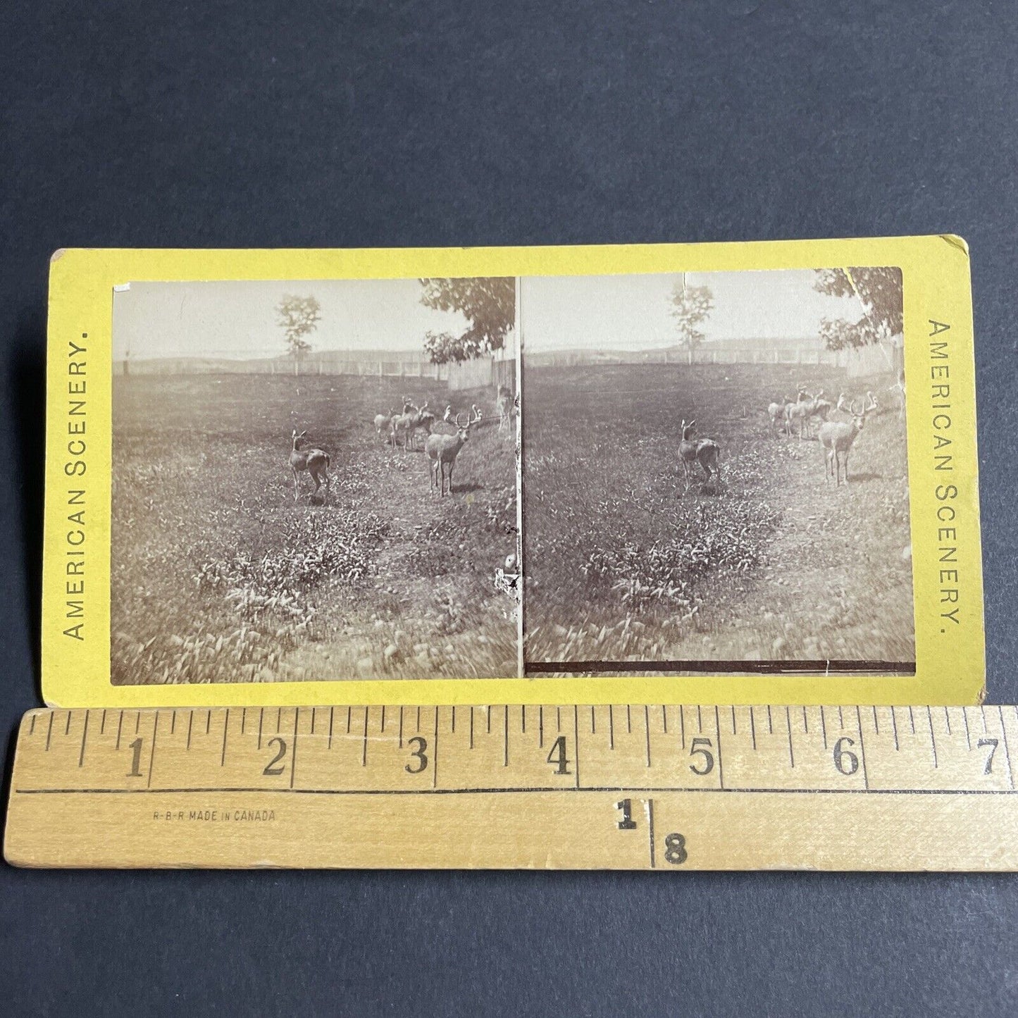 Antique 1870s Fenced In Deer In New York State Stereoview Photo Card P4798