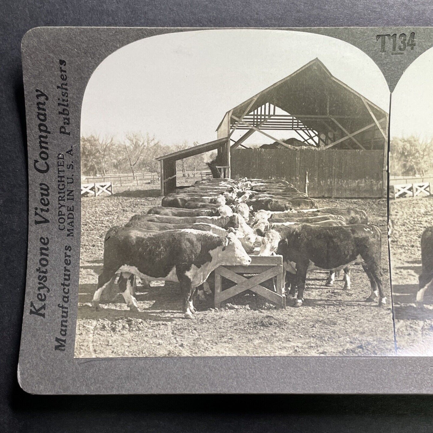 Antique 1918 Hereford Cattle In Manhattan Kansas Stereoview Photo Card P1354