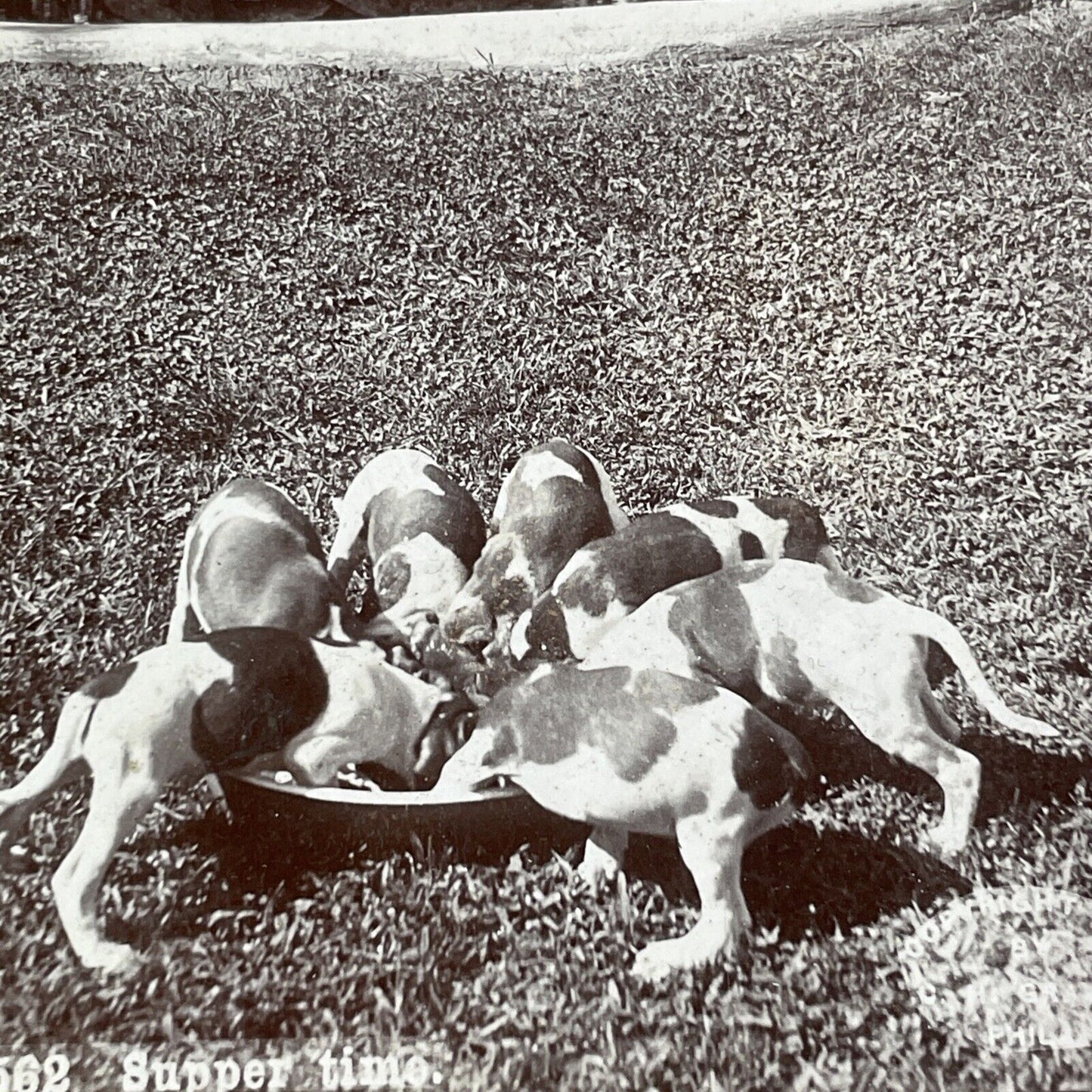 Puppies Puppy Dogs Rushing To Eat Dinner Stereoview Antique c1900 X3174