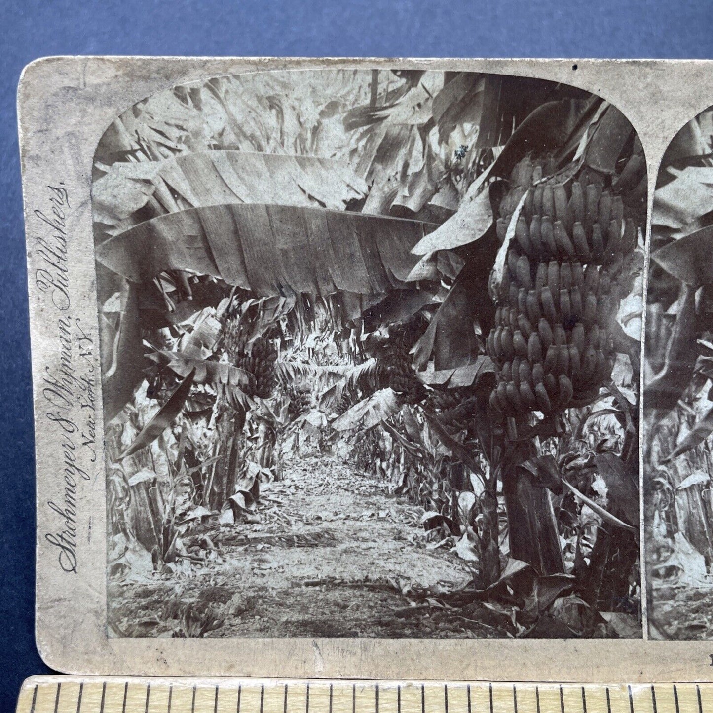 Antique 1896 Oahu Banana Plantation Farm Hawaii Stereoview Photo Card P2516