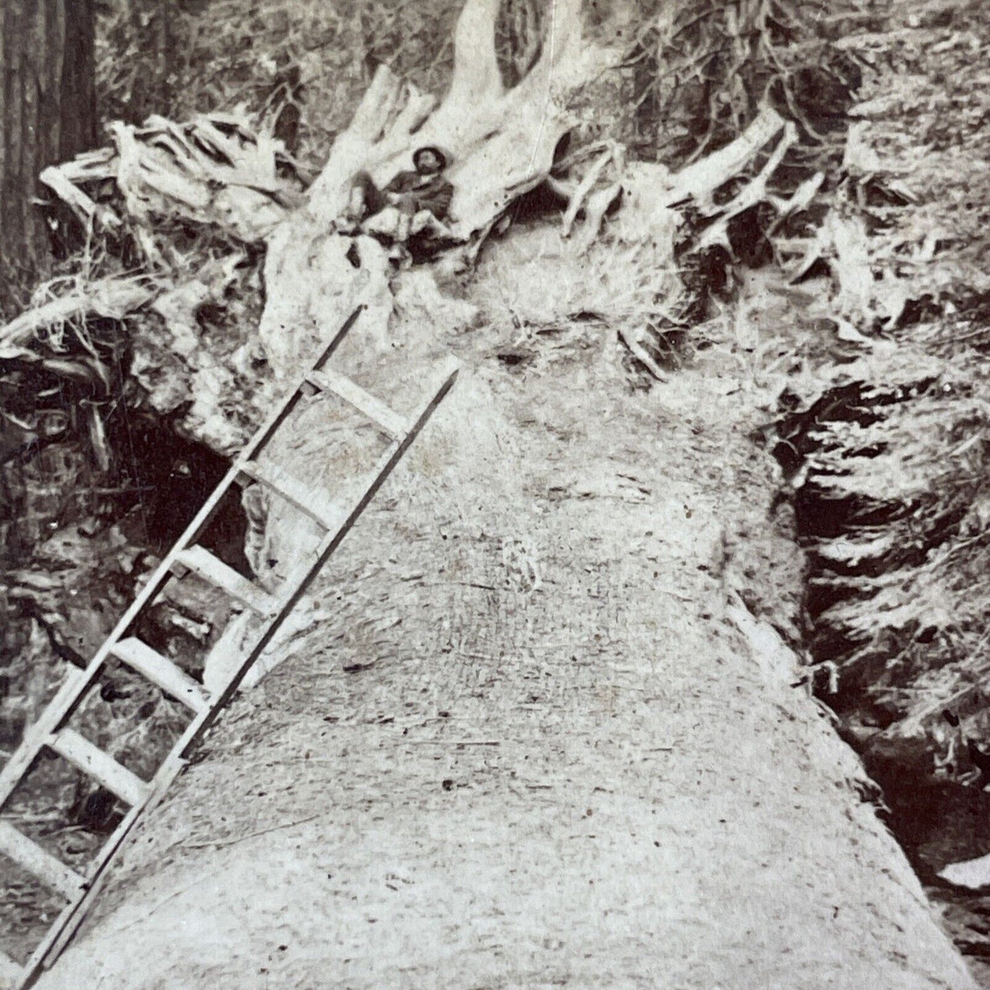 Fallen Monarch Giant Redwood Stereoview Mariposa Grove Yosemite c1880 Y2452