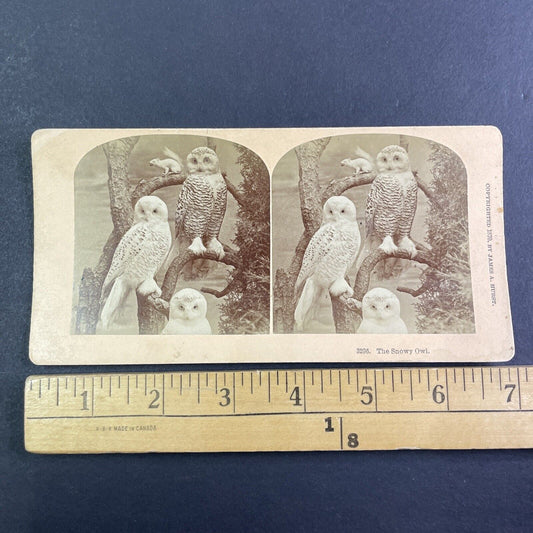 Albino Squirrel and Snowy Owls Stereoview Taxidermy Antique c1870 X4105