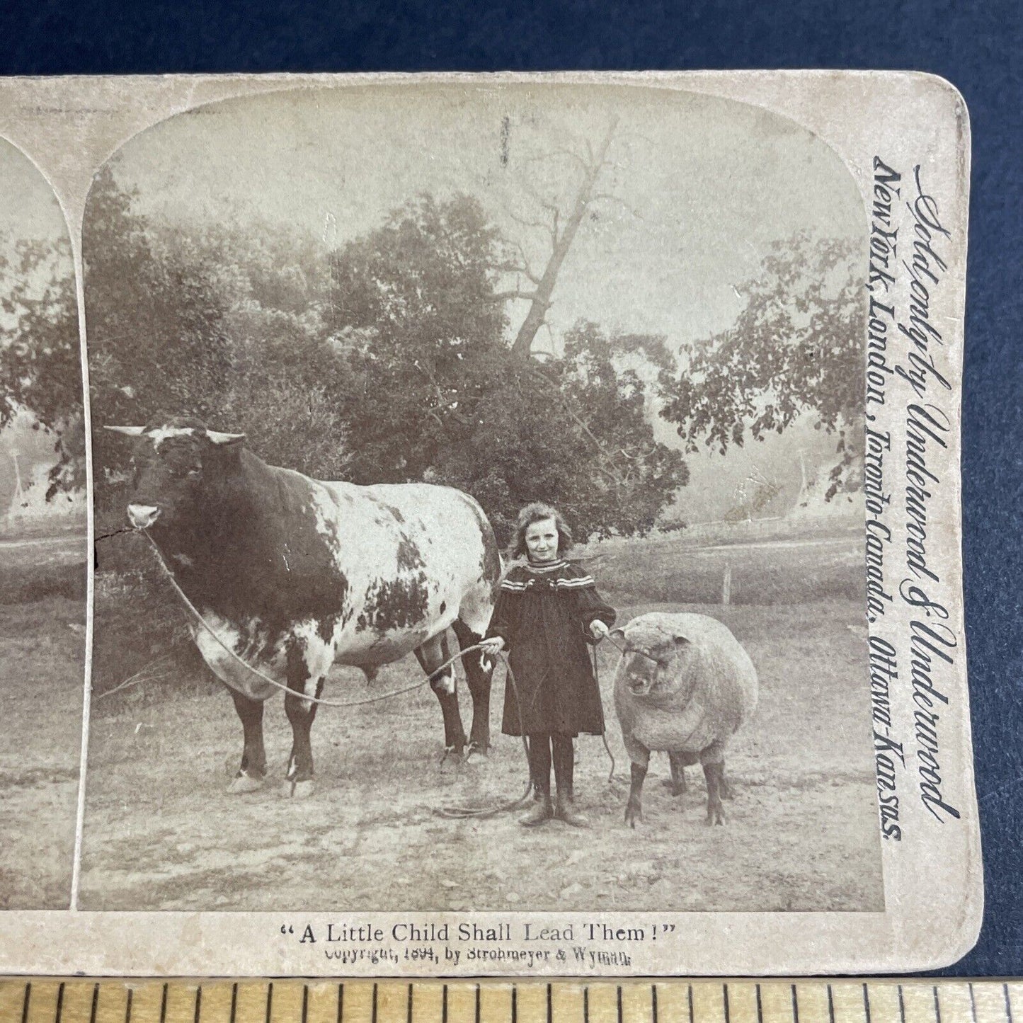Antique 1894 A Massive Bull Led By A Child Girl Stereoview Photo Card P4331