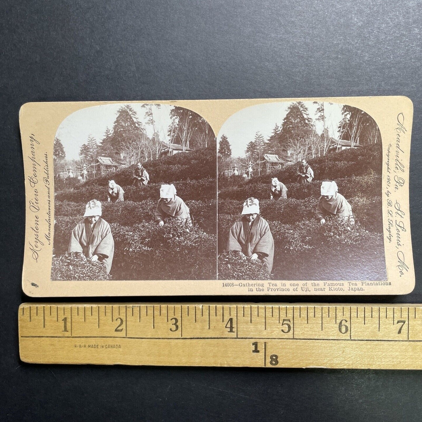 Antique 1901 Japanese Women Picking Tea Uji Japan Stereoview Photo Card P1316