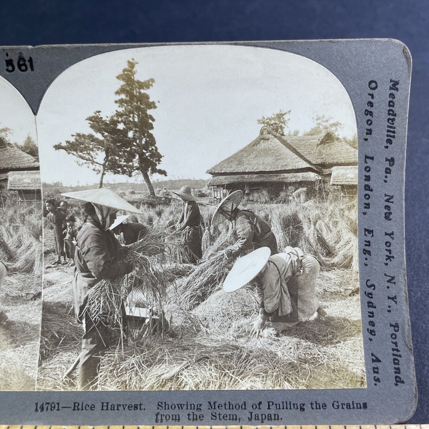 Antique 1905 Farmers Harvest Rice In Japan Stereoview Photo Card P2179