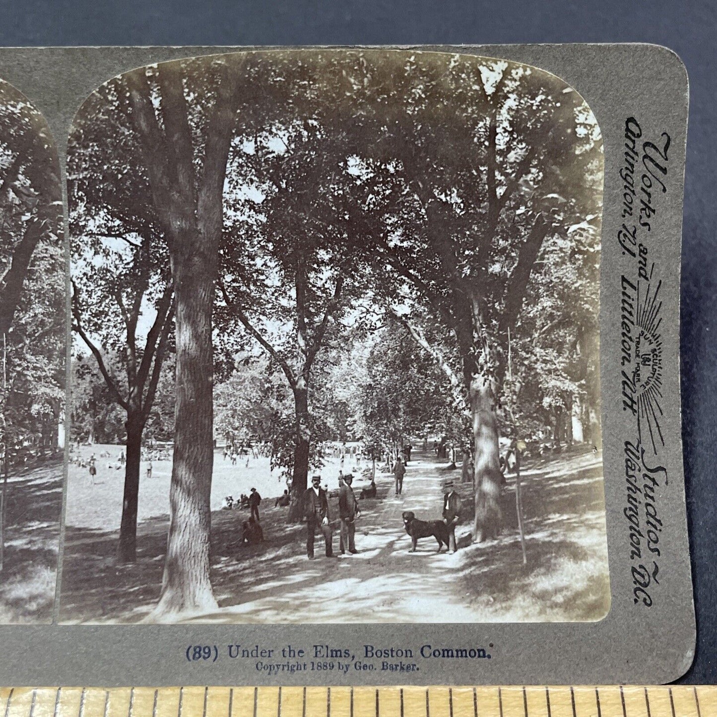 Antique 1889 Elm Trees In Boston Common Stereoview Photo Card V1874