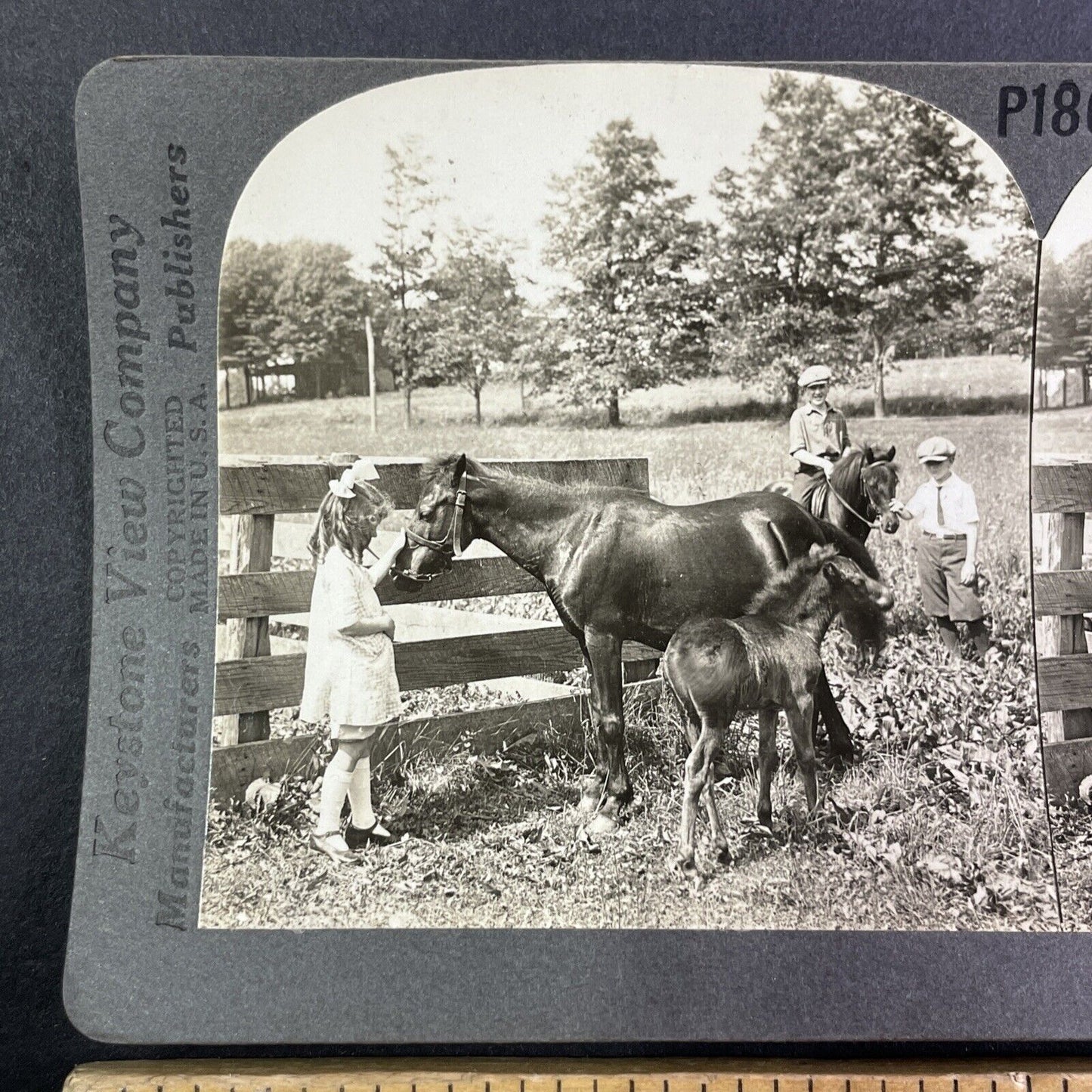 Shetland Pony with a Foal Horse Stereoview Scarce Late View Antique c1935 Y1355