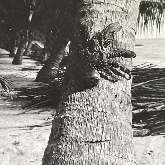 Antique 1918 Coconut Crab Climbing Tree Taha'a F.P. Stereoview Photo Card P1573