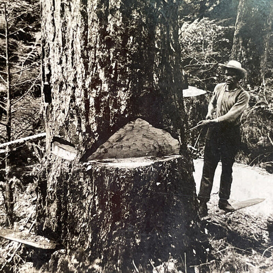 Antique 1909 Cutting A Giant Redwood Washington Stereoview Photo Card P1753