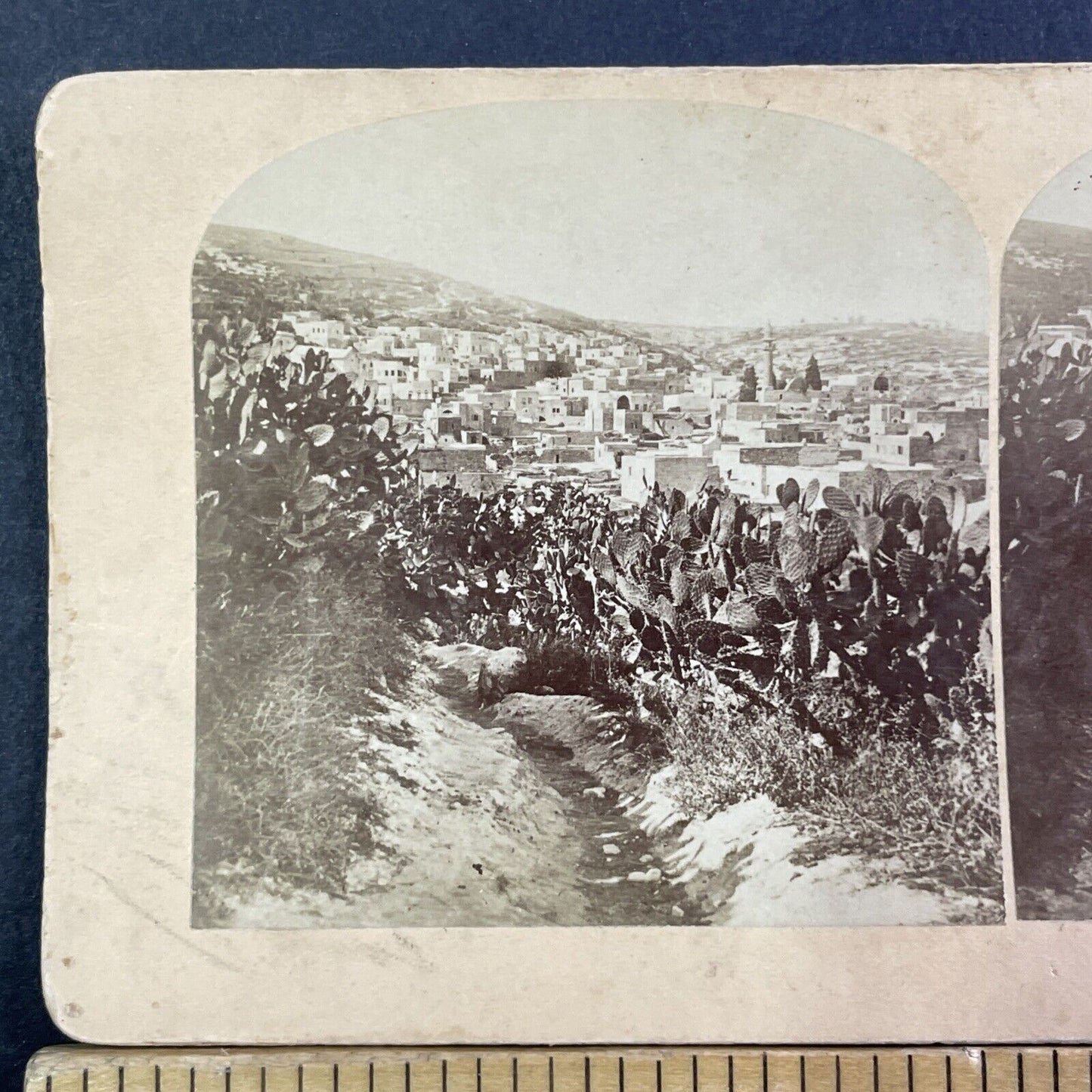 Cactus Plants in Nazareth Palestine Israel Stereoview Antique c1885 X3830