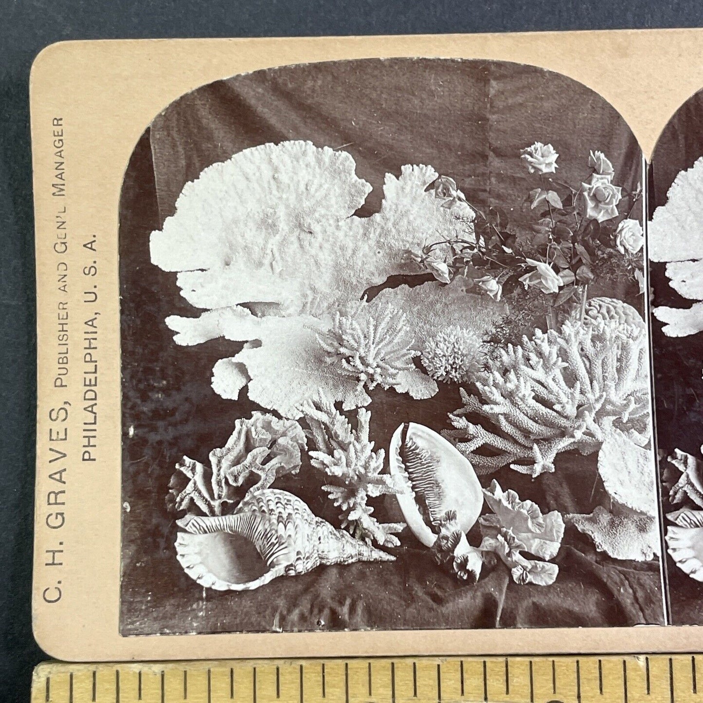 Display Of Coral Reef Items Stereoview CH Graves Antique c1899 X2840