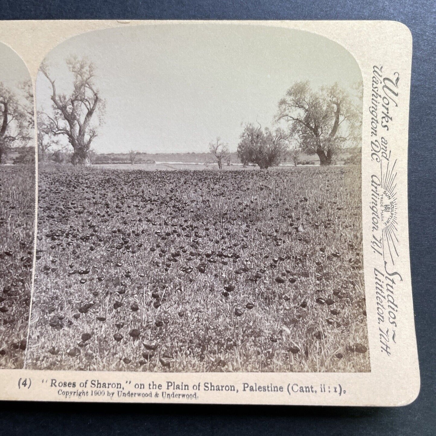 Antique 1900 Rose Of Sharon Field Palestine Israel Stereoview Photo Card P1371