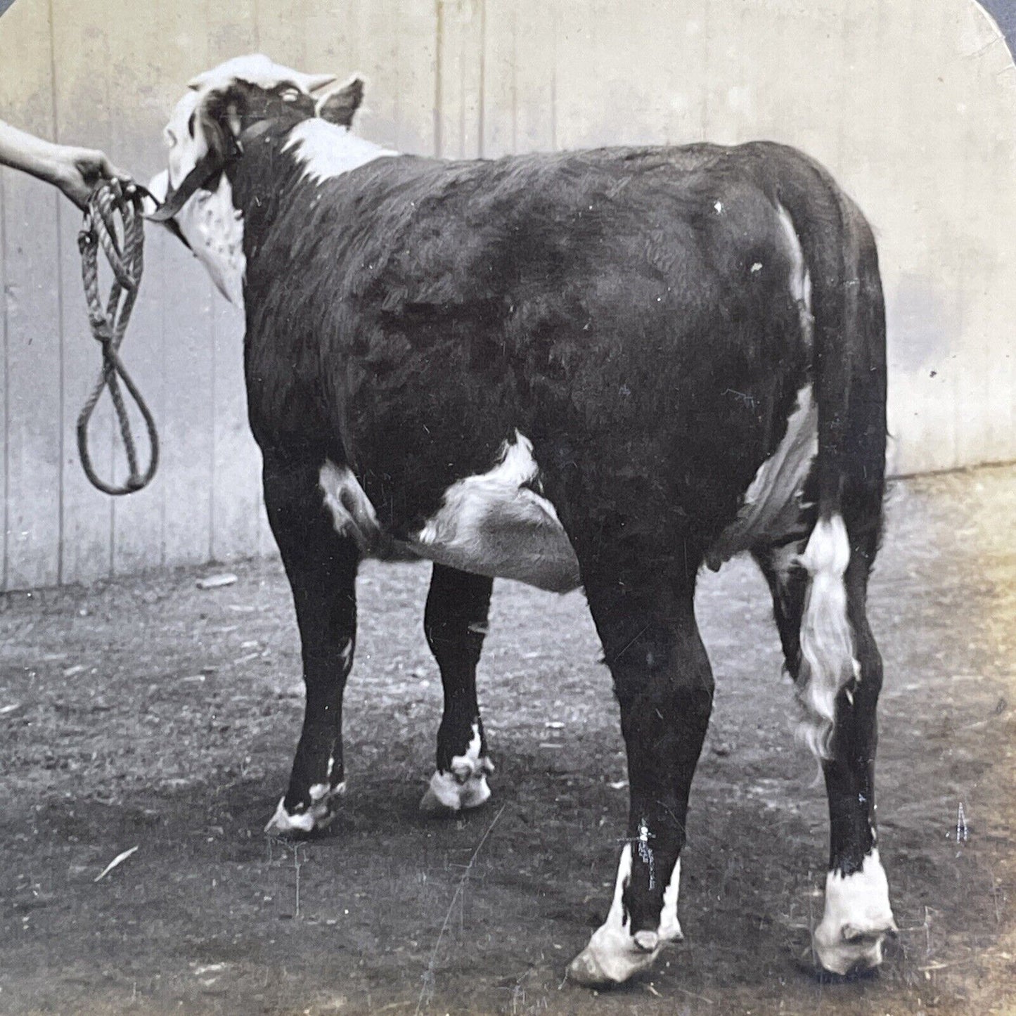 Champion Hereford Calf Toronto Exhibition Stereoview Graceful Maid c1909 Y2738