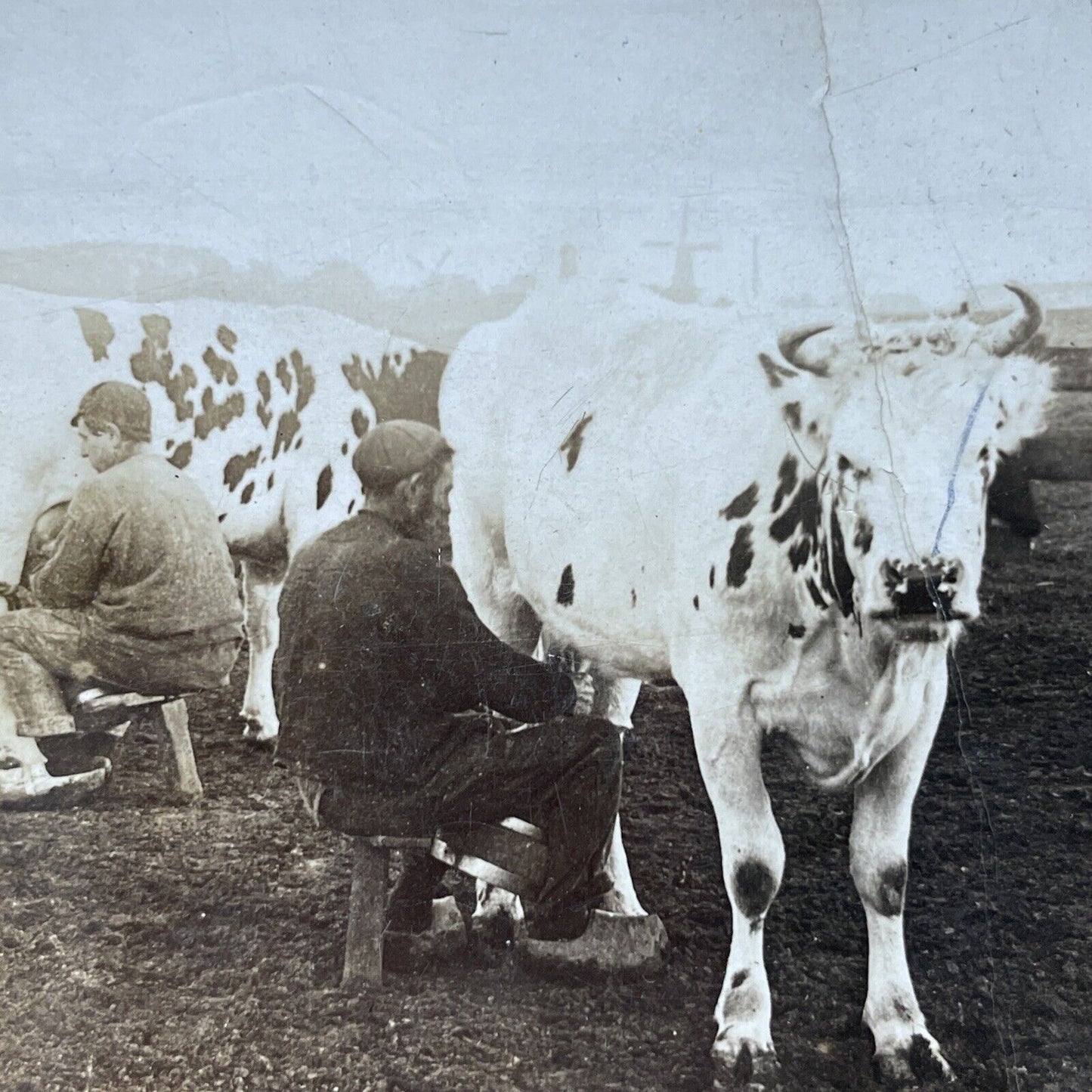 Antique 1906 Dutch Farmers Milking Cows Rotterdam Stereoview Photo Card P2500