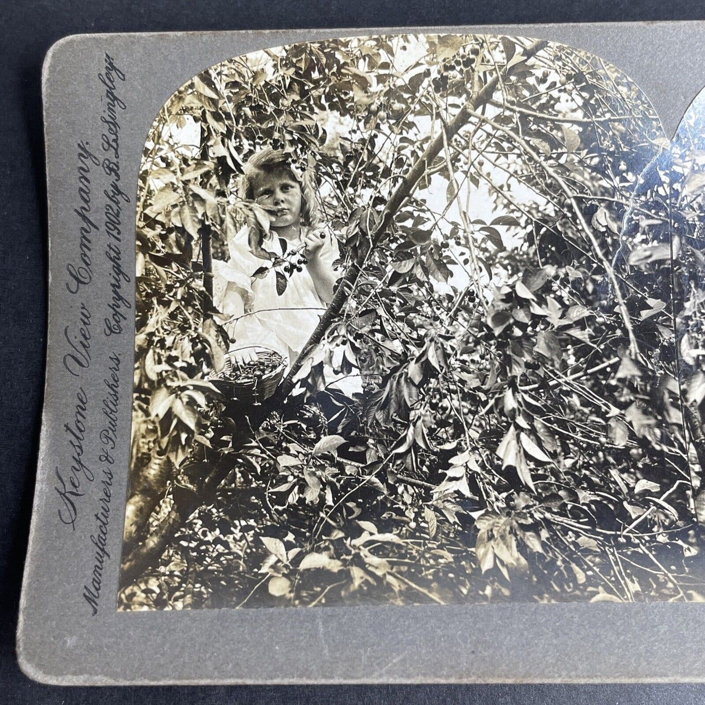 Antique 1902 A Young Girl Picking Red Cherries Stereoview Photo Card P1044