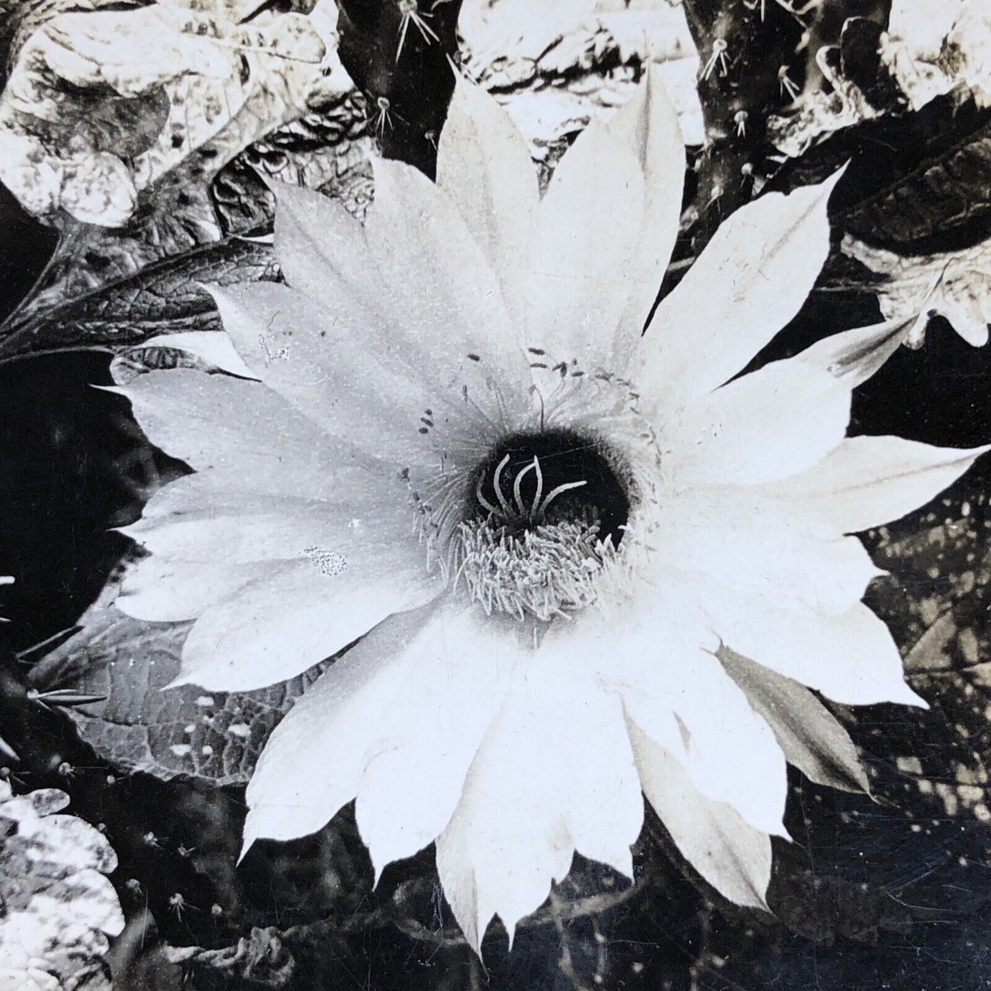 Antique 1901 Night Blooming Cereus In Full Bloom Stereoview Photo Card P1973