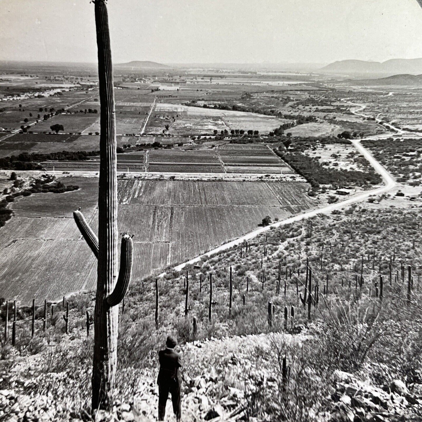 Antique 1918 Salt River Valley Cactus Arizona Stereoview Photo Card P1545