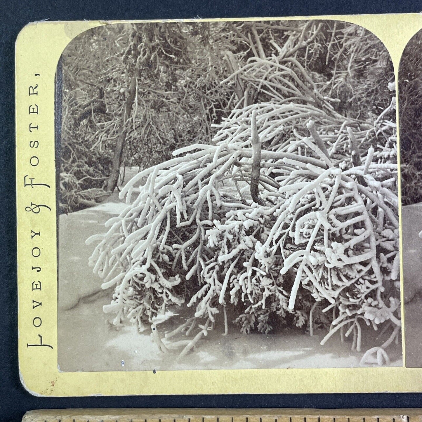 Luna Island Frozen Trees Stereoview Lovejoy & Foster Antique c1870s Y2703