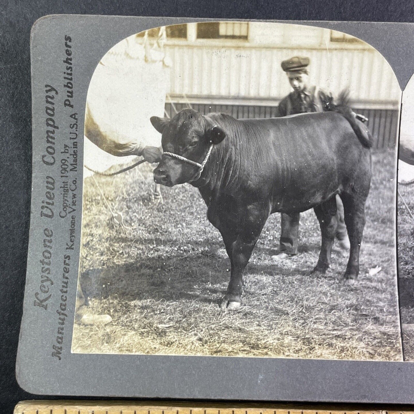 Champion Angus Bull Calf Toronto Exhibition Stereoview 'Hundred' c1909 Y2749