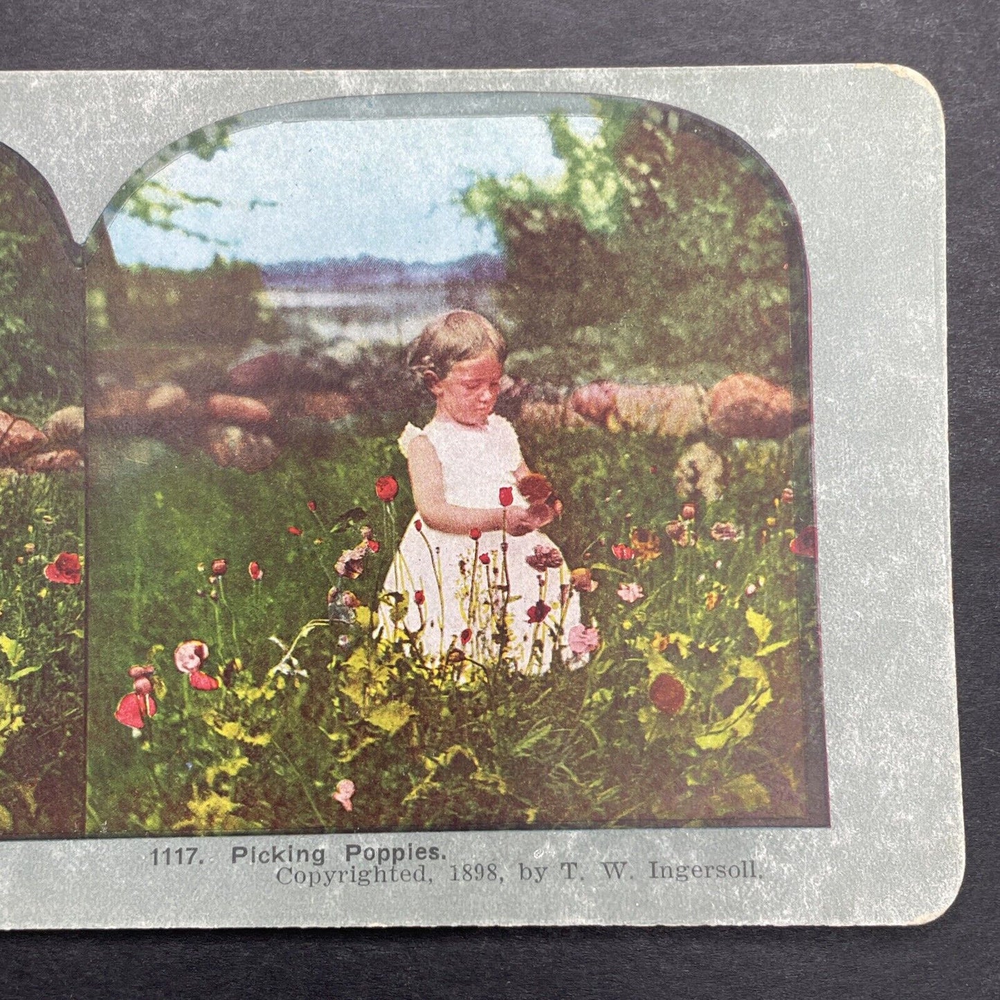 Antique 1898 Little Girl Picks Wild Poppies Stereoview Photo Card P1243