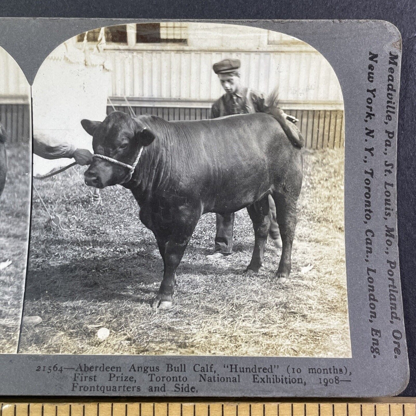 Champion Angus Bull Calf Toronto Exhibition Stereoview 'Hundred' c1909 Y2749