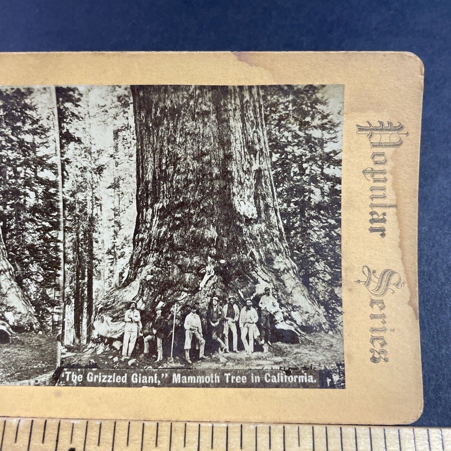 Antique 1870s Explorers And Giant Redwood Tree Stereoview Photo Card P3613