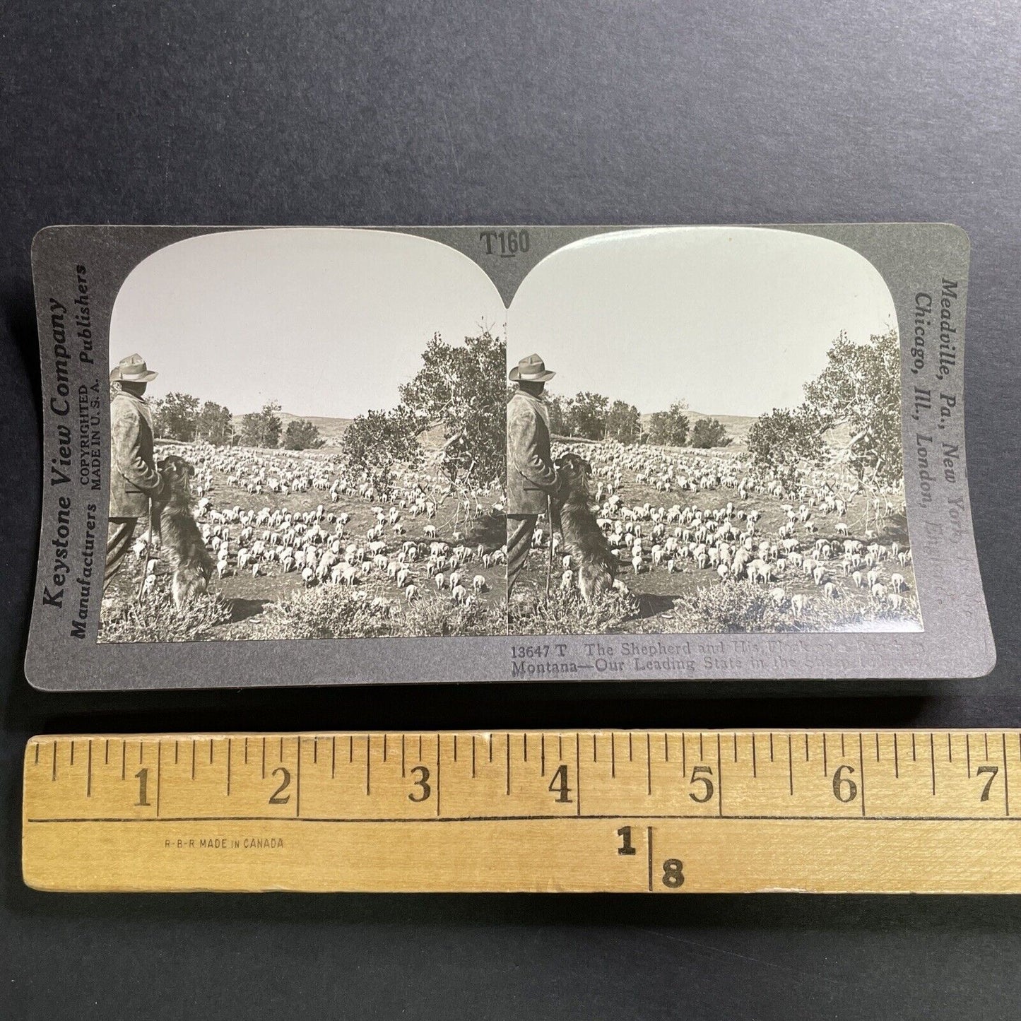 Antique 1918 Montana Sheep Farm & Sheep Dog Stereoview Photo Card P1487