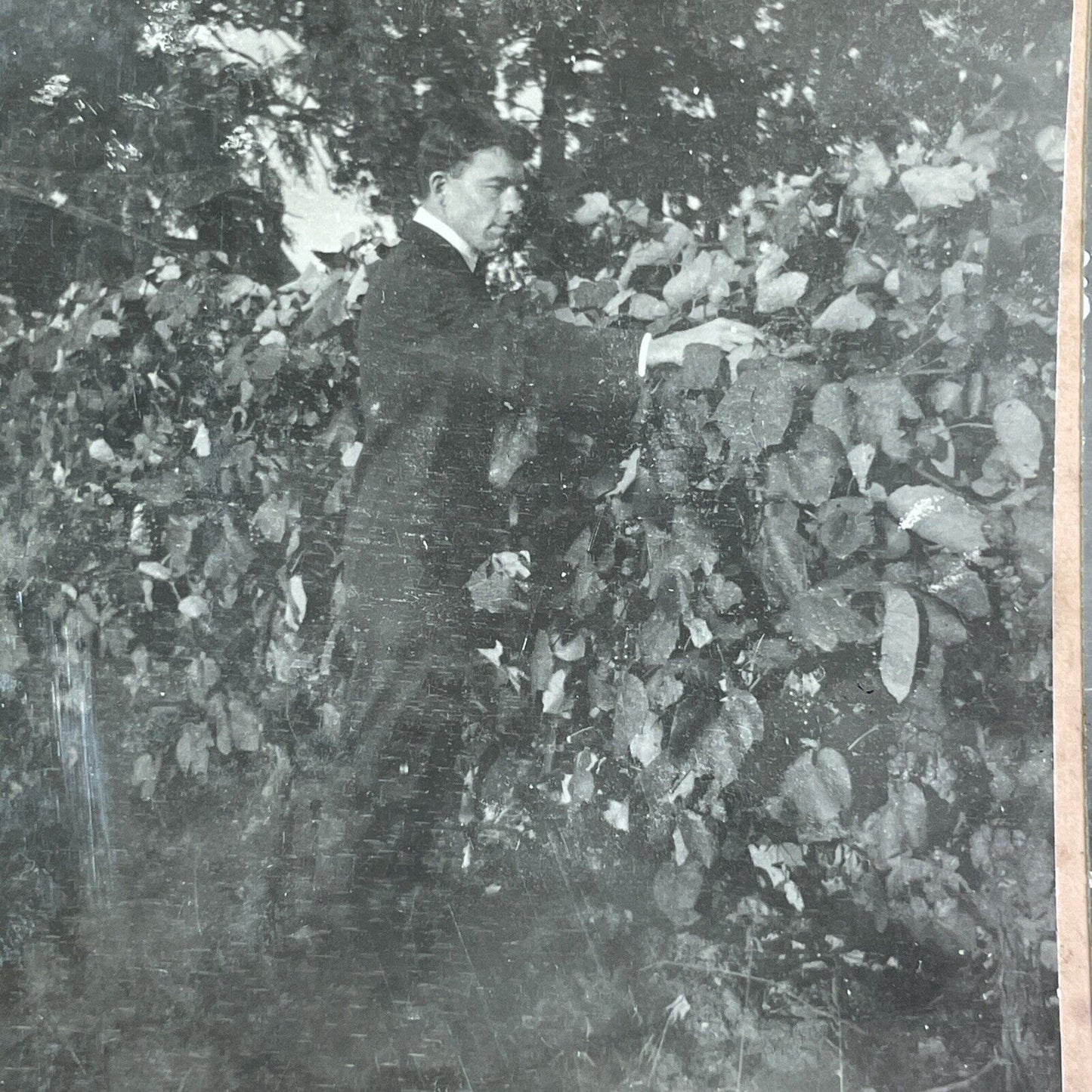 Vineyard in Niagara Ontario Canada Stereoview OOAK Antique c1913 Y2730