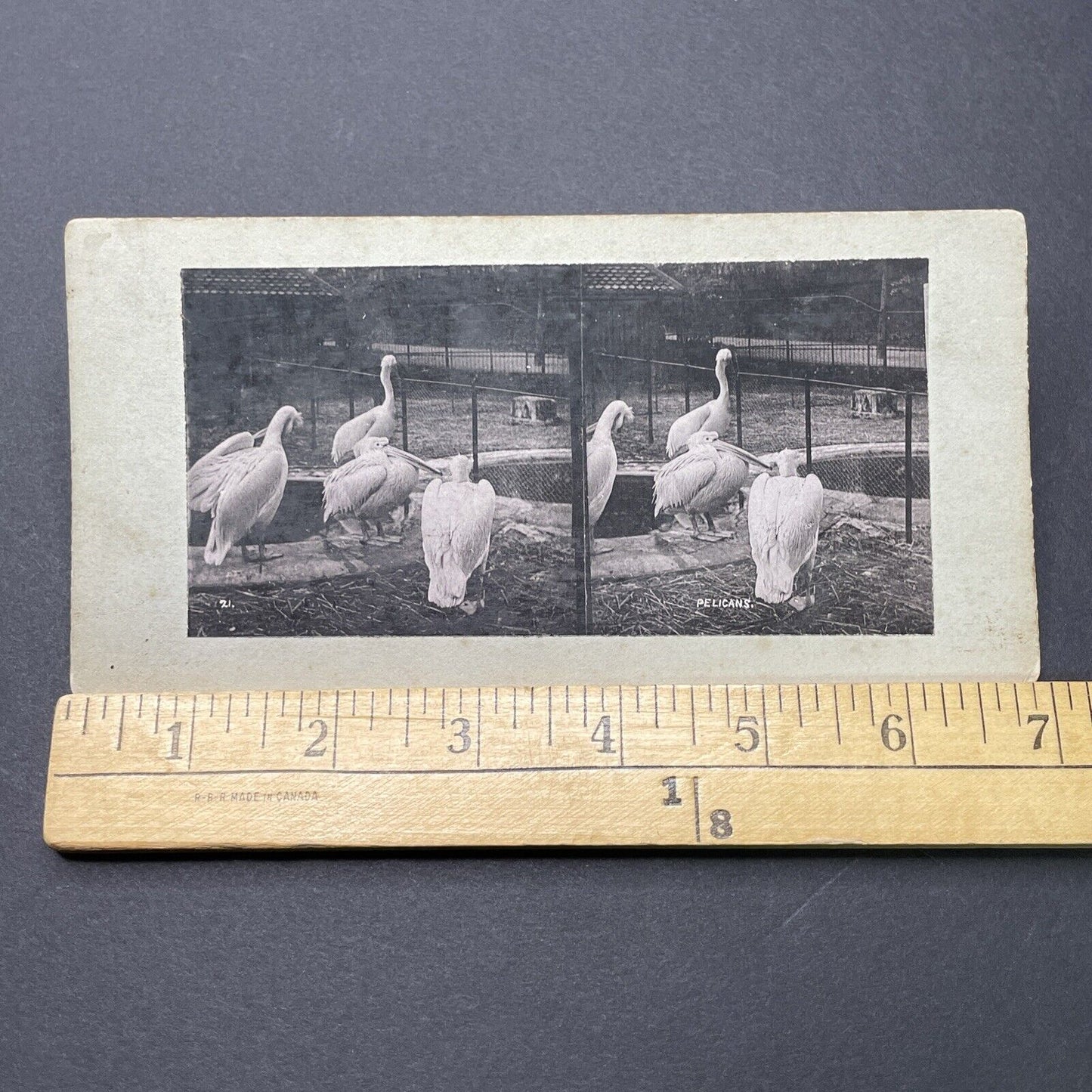 Antique 1880s Dalmatian Pelicans At The London Zoo Stereoview Photo Card P1681