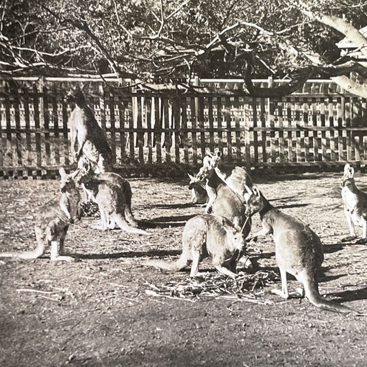 Antique 1918 Kangaroos In Adelaide Australia Stereoview Photo Card P1750