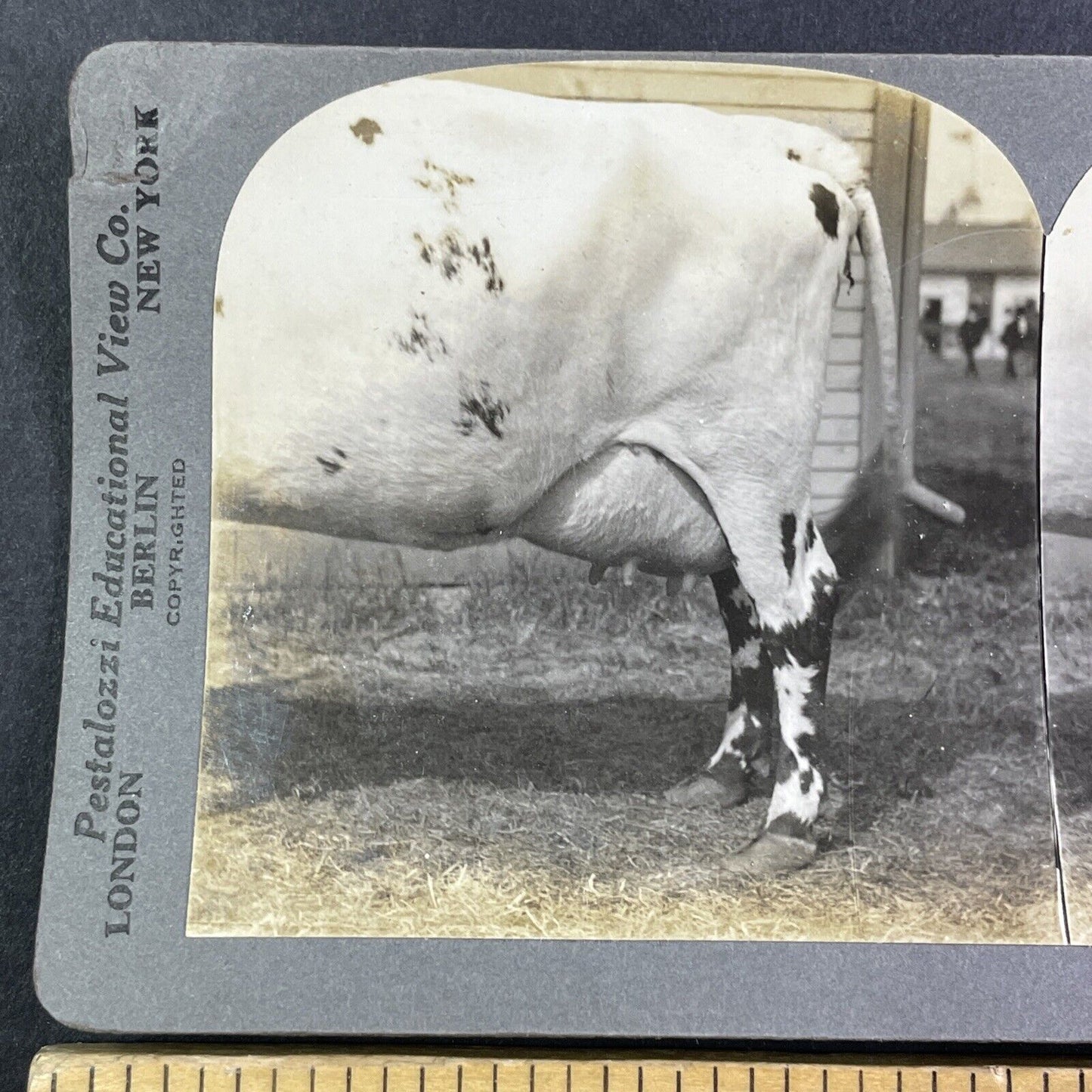 Ayrshire Cow Udder Toronto Exhibition Stereoview Pestalozzi c1909 Y2736