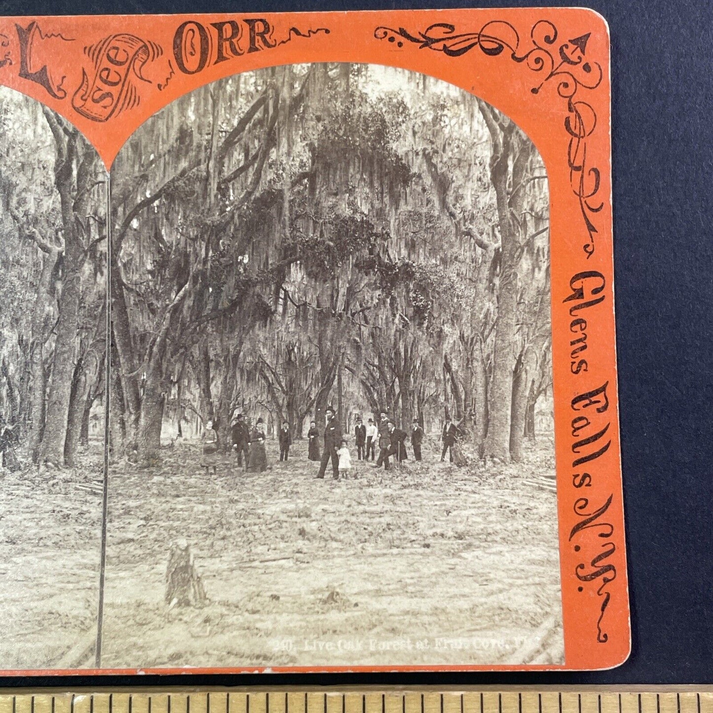 A. Orr Self-Portrait Fruit Cove Florida Stereoview Oak Forest Antique c1870 Y040